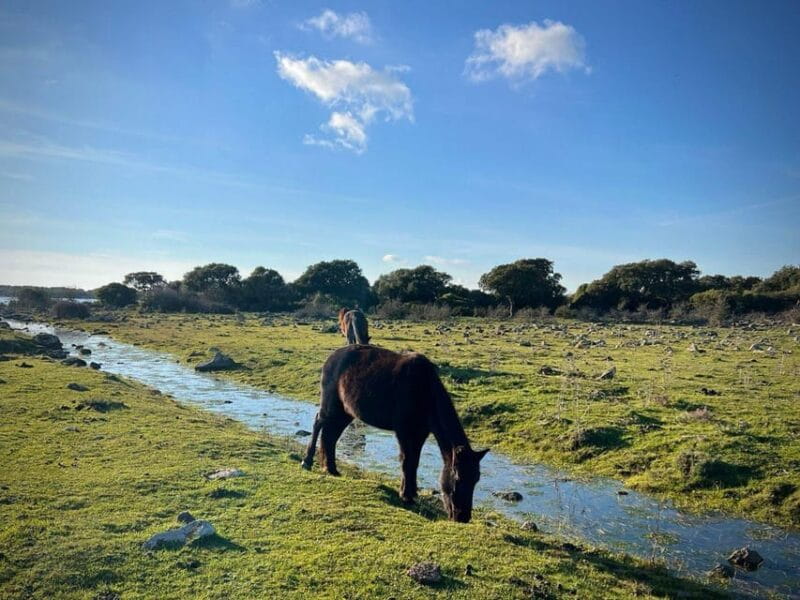 Tuili: Wild Giara Tour - Final Thoughts: Who Will Love This?