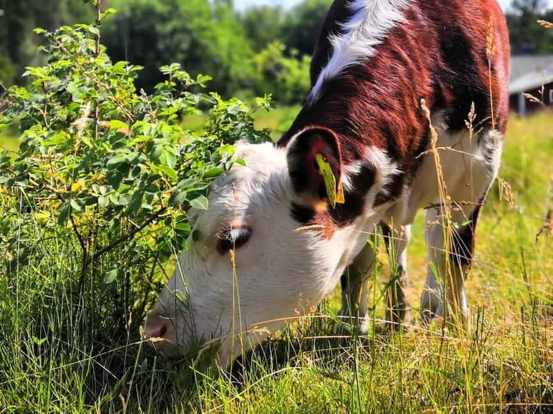 Turku: Full-Day Boat Tour to Seili Island - Price and Value Analysis