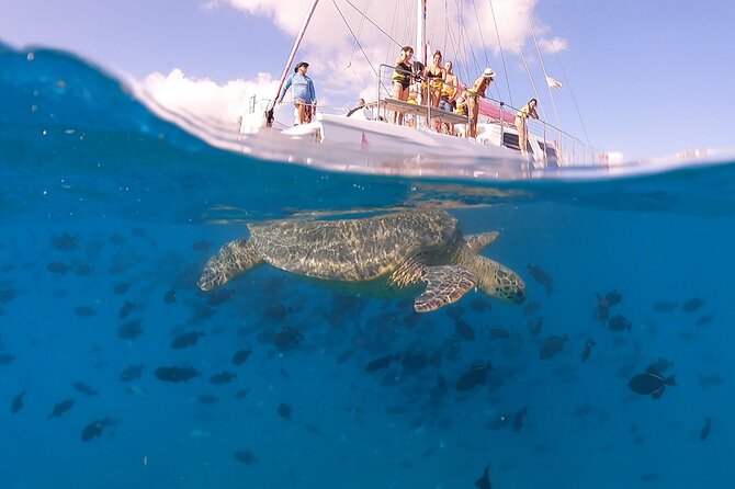 Turtle Snorkeling Adventure in Waikiki (Boat Tour) - Customer Reviews and Feedback