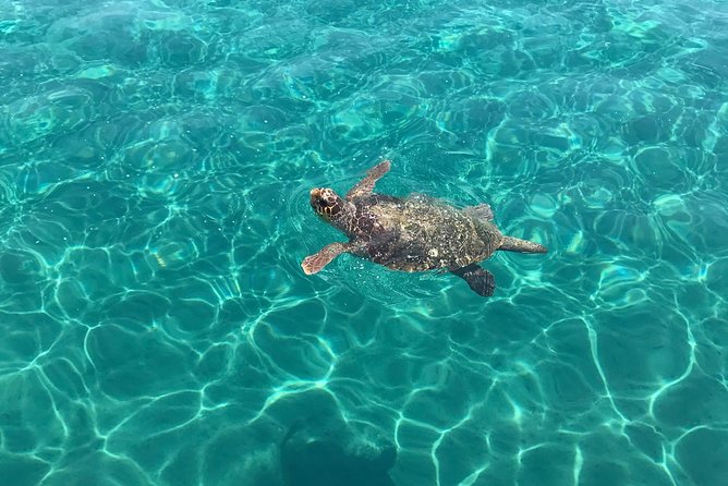 Turtle Spotting Cruise in Zakynthos - Detailed Itinerary of the Cruise