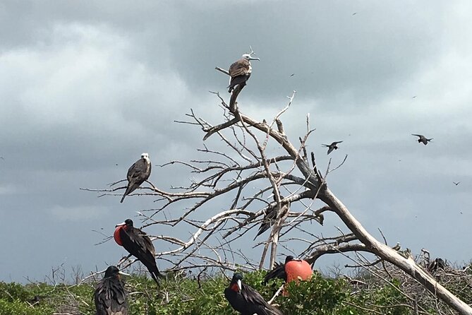 Turtles Beach Snorkeling - Snorkeling Experience