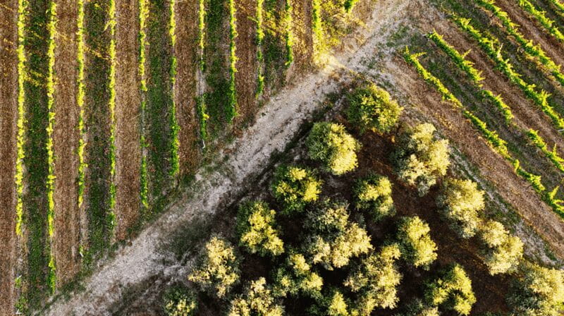 Tuscan Lunch & Winery Tour with Tasting in San Gimignano - FAQ