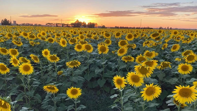 Tuscan Villages and Chianti Wine from Livorno - Practicalities and Who Should Book