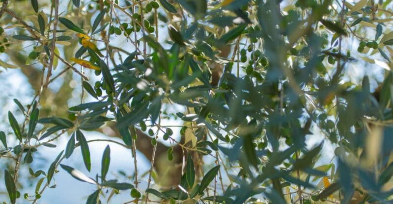 Tuscany: Leonardo da Vinci Oil and Wine Discovery Tour - Final Thoughts