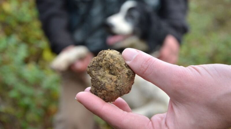 Tuscany: Truffle Hunting and Meal at a Winery - Final Thoughts