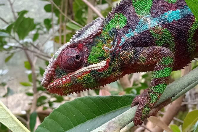 Two Days Tour to Andasibe NP - Health and Fitness Requirements