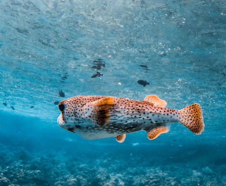 Two Stop Deluxe Molokini Snorkel - Age and ID Requirements