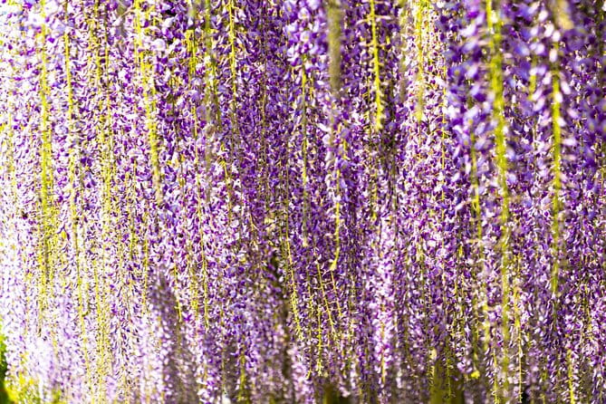 Ujis Romance: Byodo-in, Tea & Legacy of Genjis Timeless Tales - Embracing the Cultural Heritage and Traditions of Uji