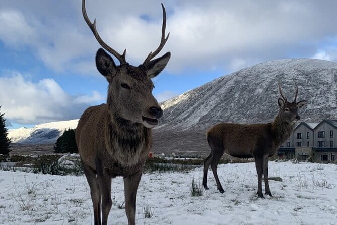 Ultimate Day tour Edinburgh: Glencoe, Highland Cows, Loch Lomond - The Practical Details