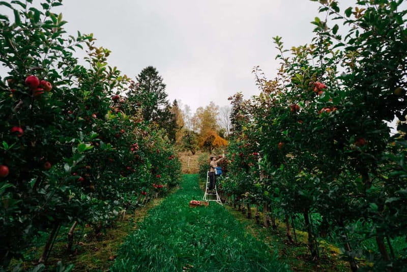 Ulvik: Cider Flight with 4 Types of Cider or Apple Juice - Key Points / Takeaways