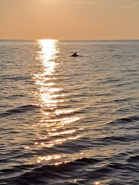 Umag: Dolphinwatching & sunset panorama tour - Price and Logistics: Good Value for Money