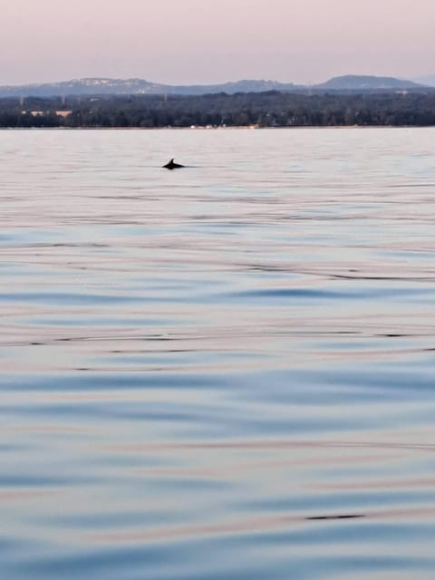 Umag: Dolphinwatching & sunset panorama tour - Final Thoughts