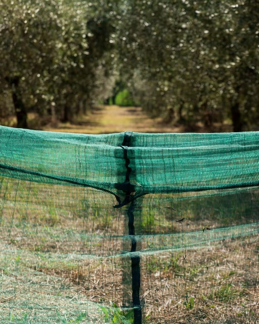 Umbria: E-Bike Rental and Fresh EV Olive Oil Tasting - Practical Details: Price, Duration, and Suitability