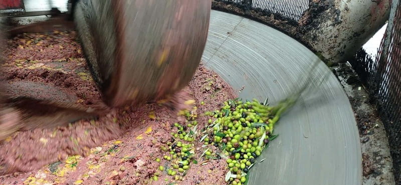 Umbria: guided tour to traditional oil mill + tasting - An Inside Look at the Olives and Oil Making Process