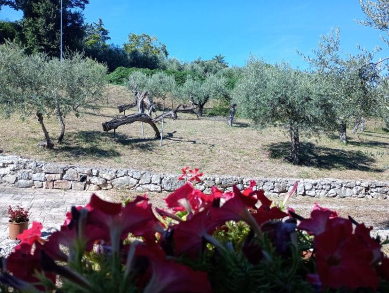 Umbria: guided tour to traditional oil mill + tasting - FAQ