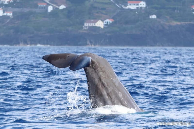 UNIQUE FAIAL | Whales & Volcanoes | 2 Half Days - A Deep Dive into the Experience