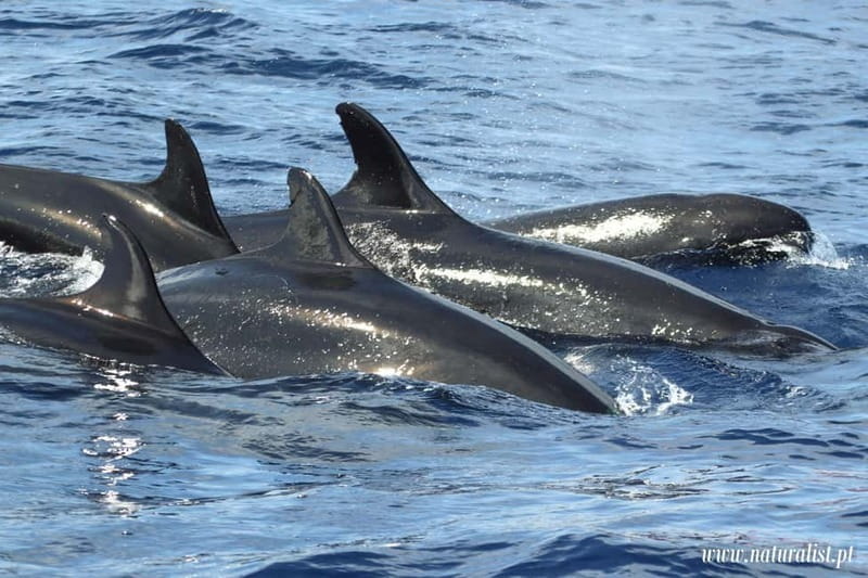 UNIQUE FAIAL | Whales & Volcanoes | 2 Half Days - The Value and Cost Analysis