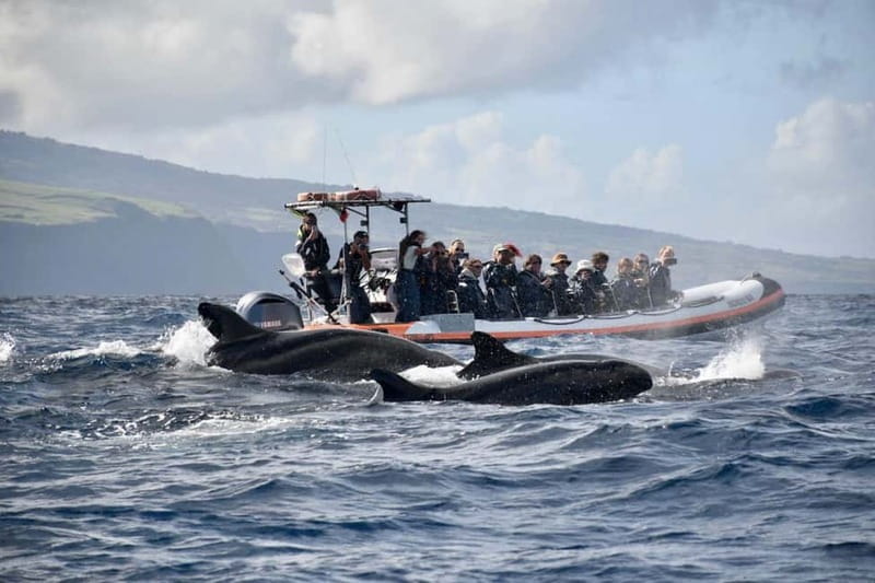 UNIQUE FAIAL | Whales & Volcanoes | 2 Half Days - Final Thoughts