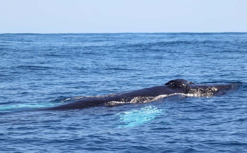 UNIQUE FAIAL | Whales & Volcanoes | 2 Half Days - Frequently Asked Questions