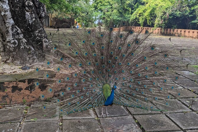 Unique Private Stone Town Tour & Prison Island Tour in Zanzibar - Meeting and Pickup