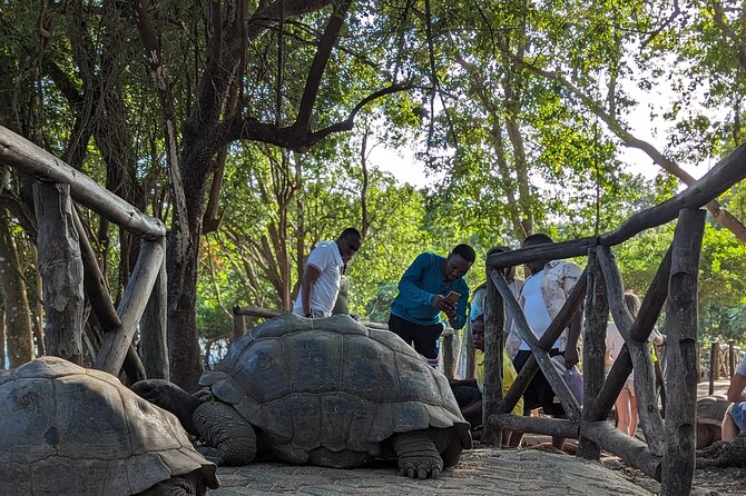 Unique Private Stone Town Tour & Prison Island Tour in Zanzibar - Reviews and Ratings