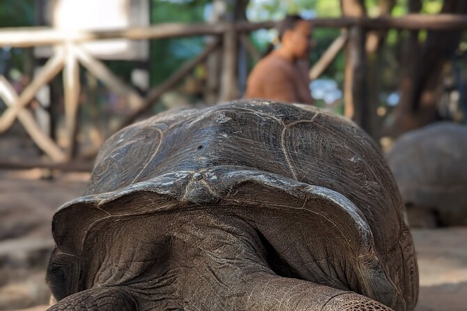 Unique Private Stone Town Tour & Prison Island Tour in Zanzibar - Visiting Prison Island