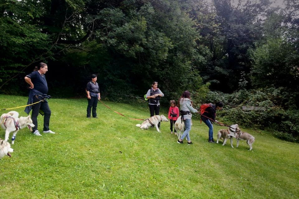 Unterallgäu: Wiedergeltingen Guided Hike With Huskies - Husky Interaction and Learning