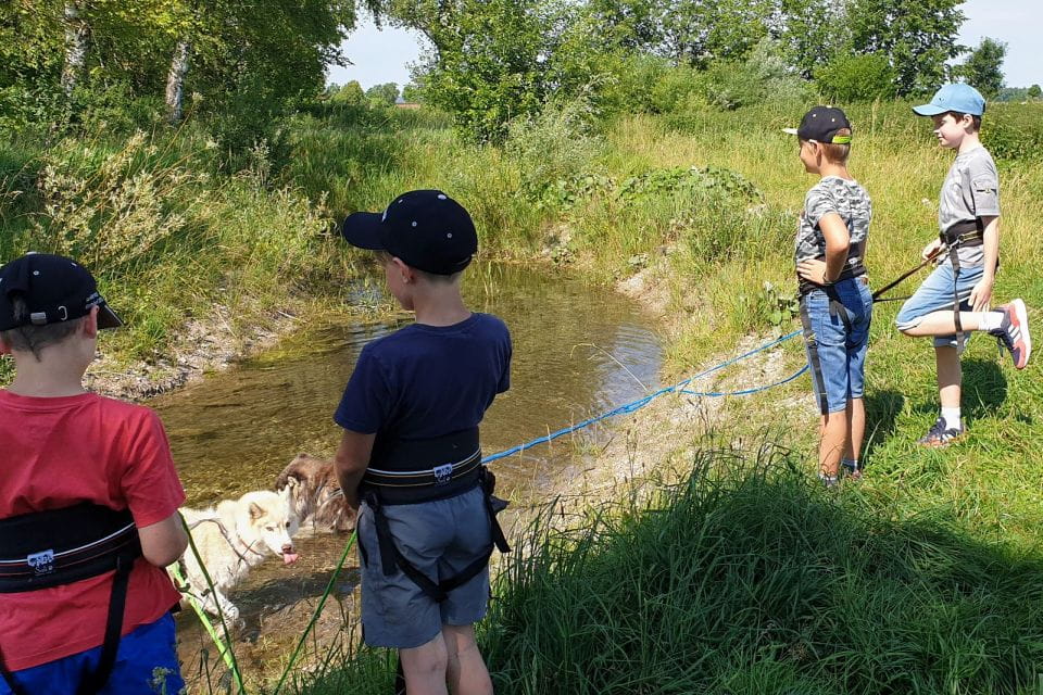 Unterallgäu: Wiedergeltingen Guided Hike With Huskies - Frequently Asked Questions
