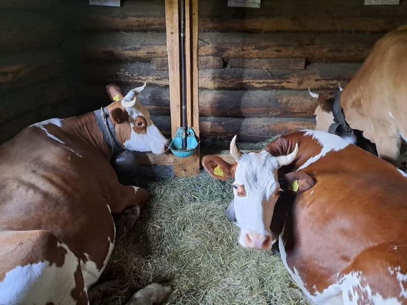 Unterseen: Alpine Cheese Farm Visit & Cheesemaking - Key Points / Takeaways