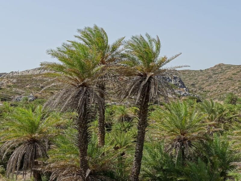 Vai Palm Beach Full Day Private Tour - Price and Value: Is It Worth It?