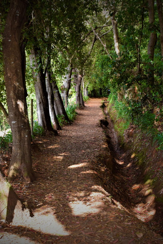 Vale Paraíso Rochão Madeira Island Walk - Starting in Funchal: The Journey Begins