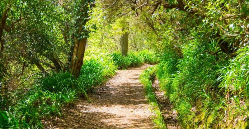 Vale Paraíso Rochão Madeira Island Walk - What to Expect During the Walk