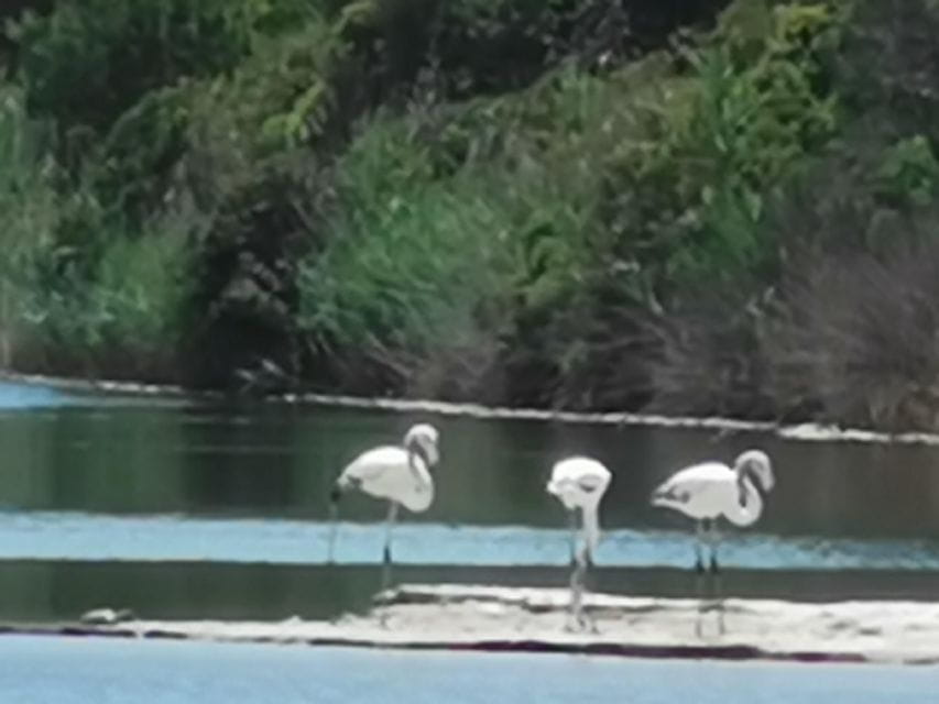 Valencia: Albufera Natural Park Bike and Boat Tour - Customer Feedback and Reviews
