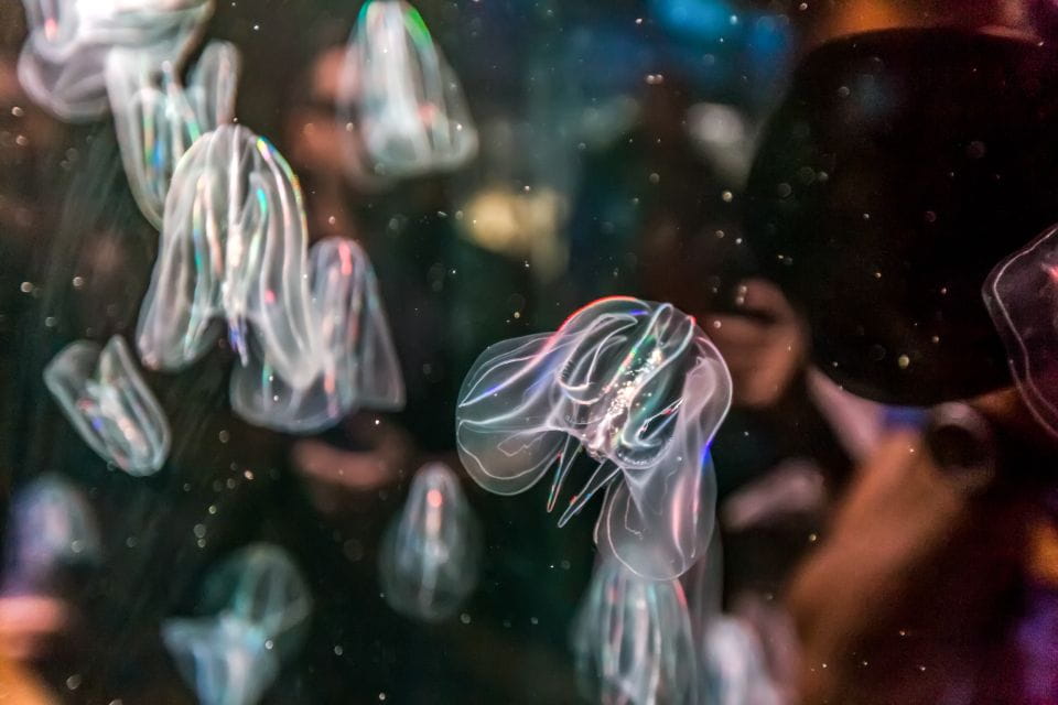 Valencia: Oceanographic Entry Ticket - Accessibility Information