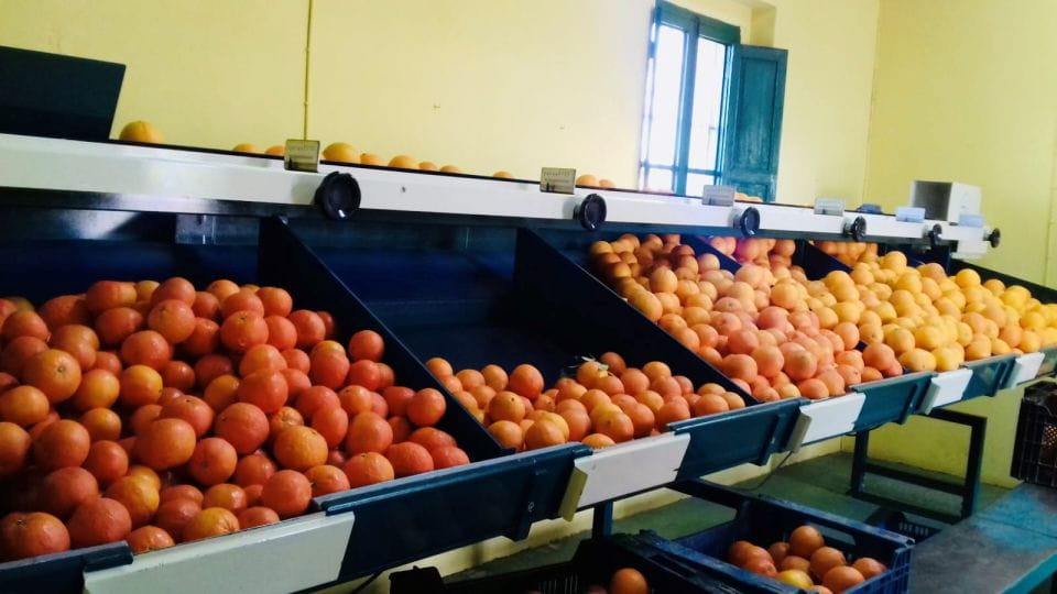 Valencia: Orange Farm and Orchard Trip With Tastings - Visitor Ratings and Feedback