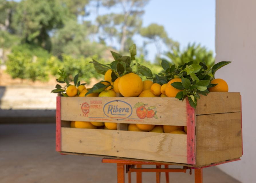 Valencia: Orange Farm and Orchard Trip With Tastings - What to Expect During Your Visit