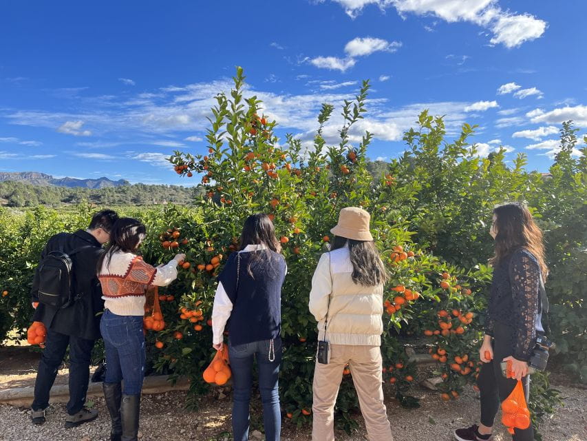 Valencia: Orange Farm and Orchard Trip With Tastings - Helpful Tips for Visitors