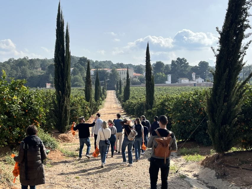 Valencia: Orange Farm and Orchard Trip With Tastings - Things To Know