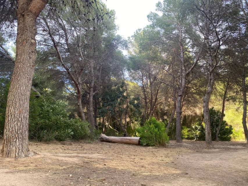 Valencia: The Albufera Lake Self-Guided E-Bike Tour - Things To Know