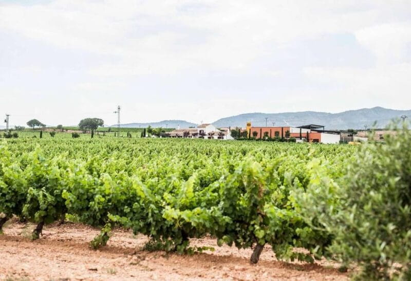 Valencia: Vineyard Tour with Local Wine Tasting & Appetizer - Who Will Enjoy This Tour?
