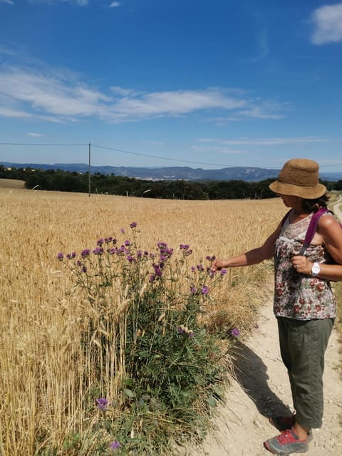 Valensole : Visit of a winery and lavender farm - Summary: Who Should Book?