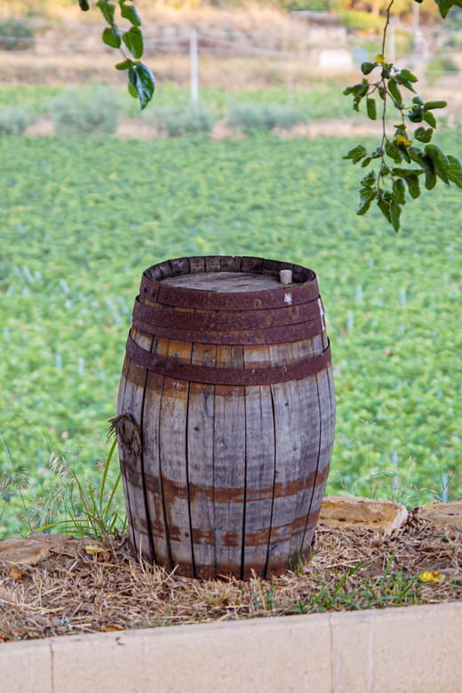 Valle delle Ferle: Wine Tasting & brunch in Caltagirone - Price and Logistics: Does It Offer Good Value?