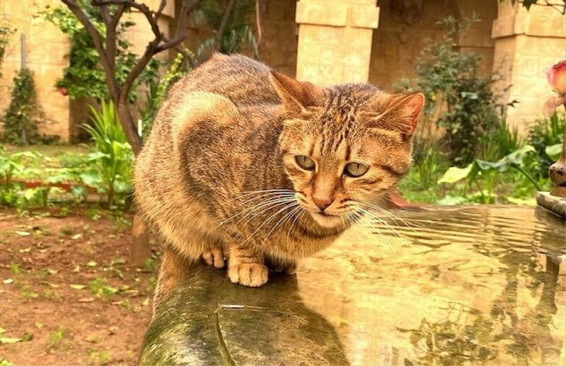 Valletta: Monastery and Secret Garden Entry Ticket - Key points/Takeaways