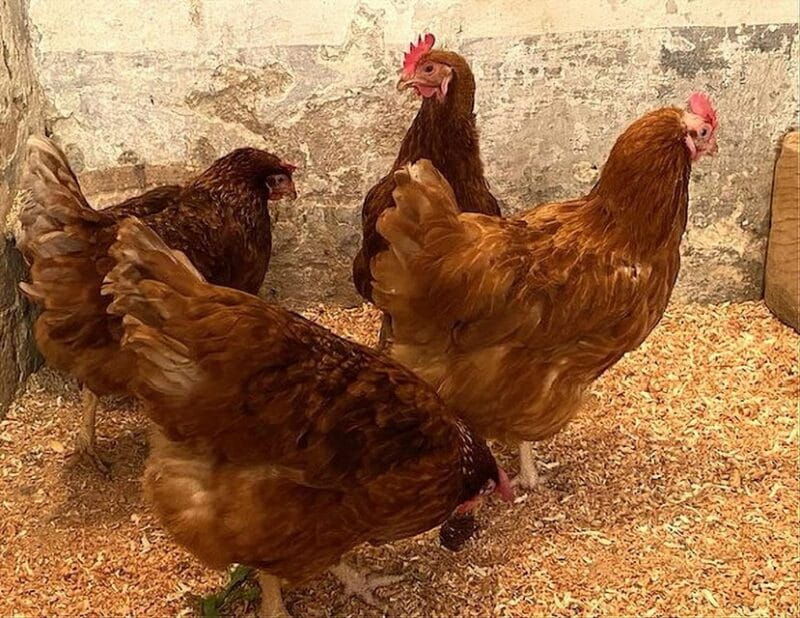 Valletta: Monastery and Secret Garden Entry Ticket - Practical Tips for Visitors