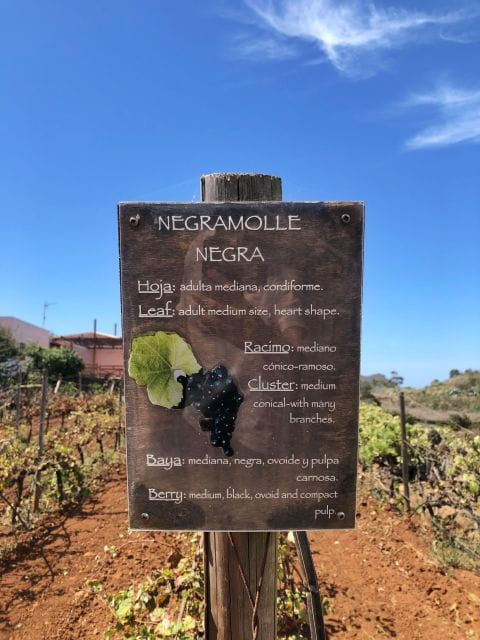 Valley of Tegueste : Wine Tour & Taste in El Lomo Winery - Family-Friendly Options