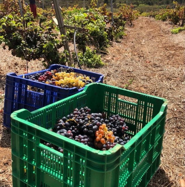 Valley of Tegueste: Wine Tour with Tasting at El Lomo Winery - The Final Tasting and Food Pairings