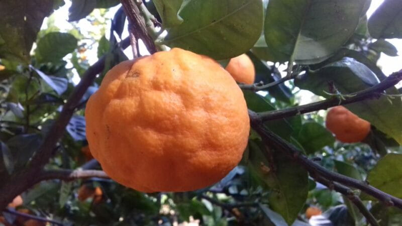 Valley of the Temples: Kolymbethra Garden Entry Ticket - Key points / Takeaways