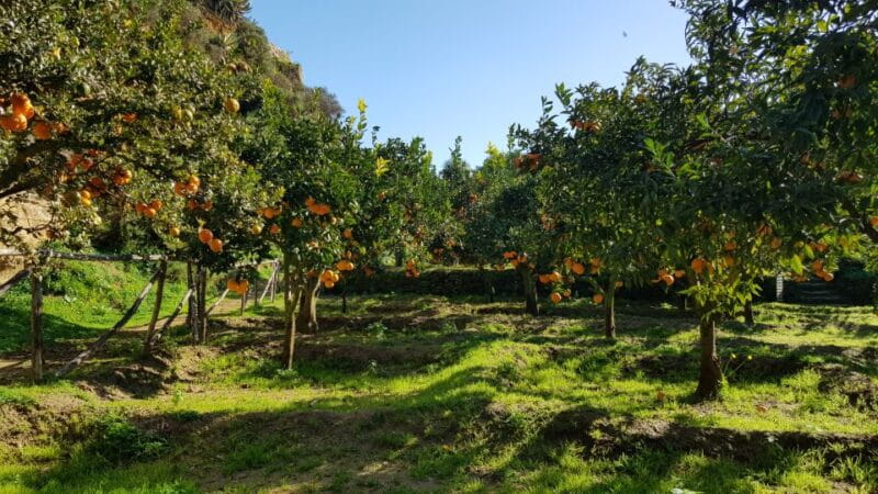 Valley of the Temples: Kolymbethra Garden Entry Ticket - The Balance of Value and Experience