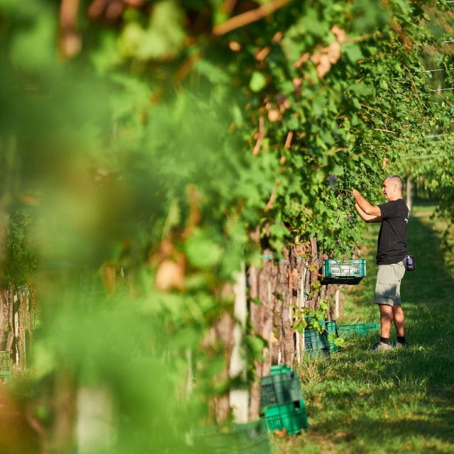 Valpolicella: Amarone Experience with Cantina Visit - The Tasting: Aged Vintages and Local Delights