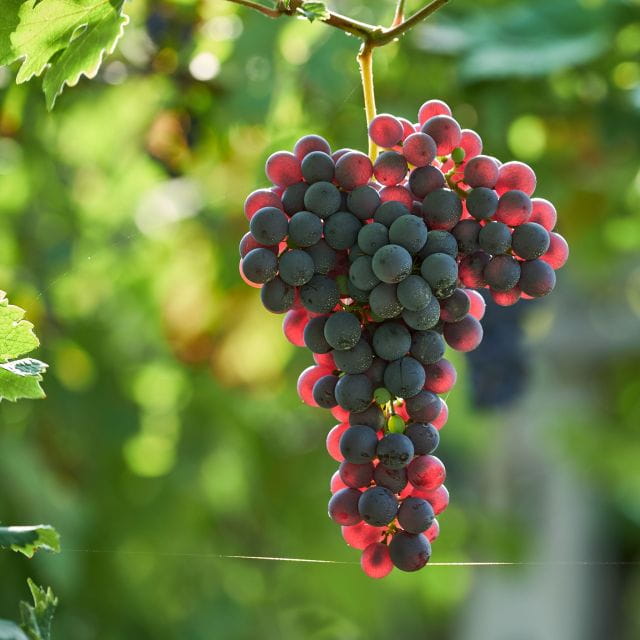 Valpolicella: Amarone Experience with Cantina Visit - Who Will Love This Experience?